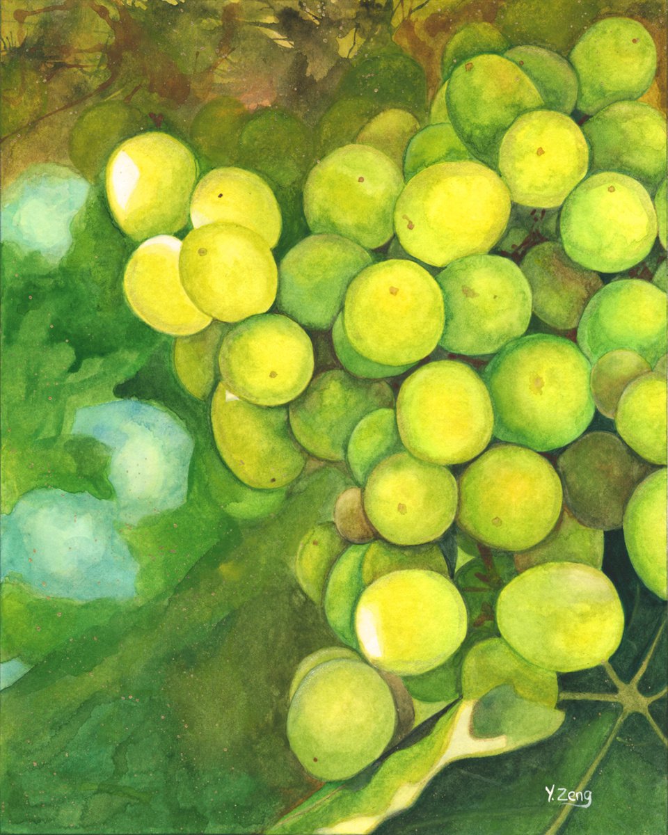 Green grapes by Yue Zeng