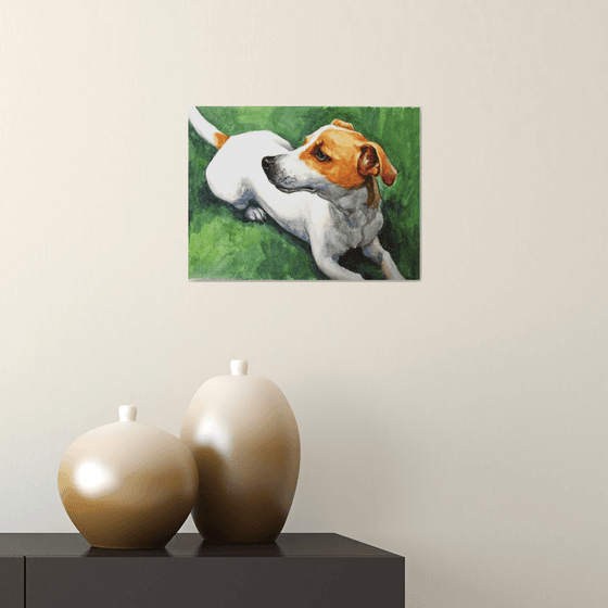 Jack Russell Terrier