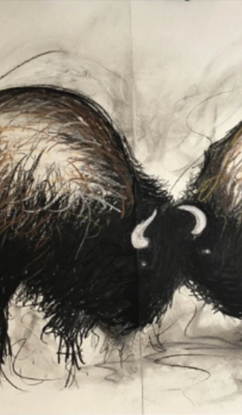 Bison In A Rumble by Shabs Beigh