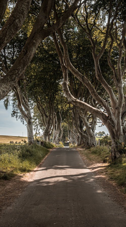 THE  FANTASTIC DARK HEDGES IV by Fabio Accorrà