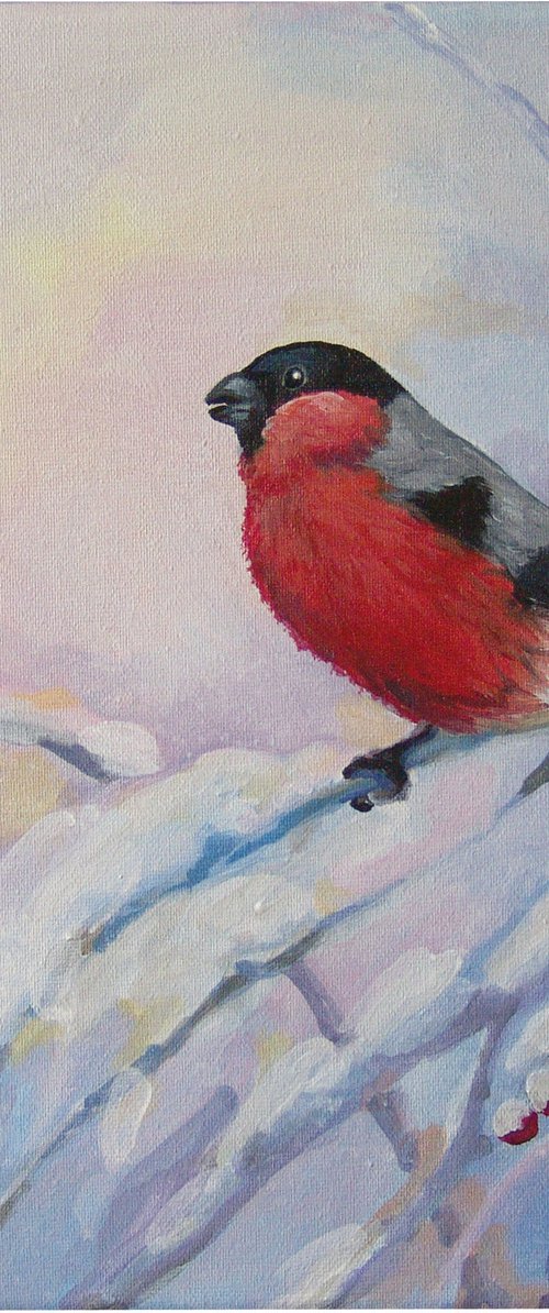 A bullfinch bird in winter by Jolanta Czarnecka