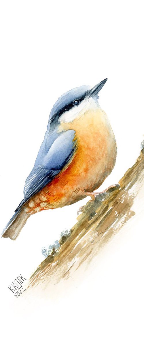 nuthatch, forest european bird by Karolina Kijak