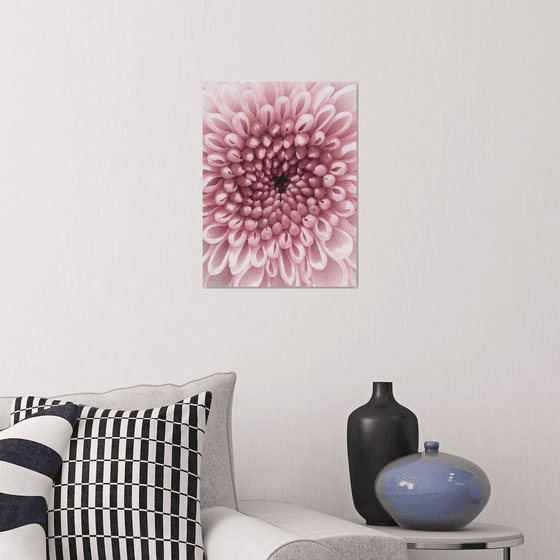 PINK VORTEX OF BLOOM