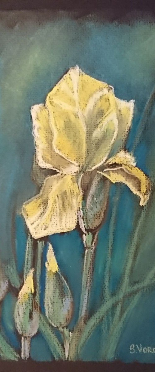 Yellow Iris by Svetlana Vorobyeva