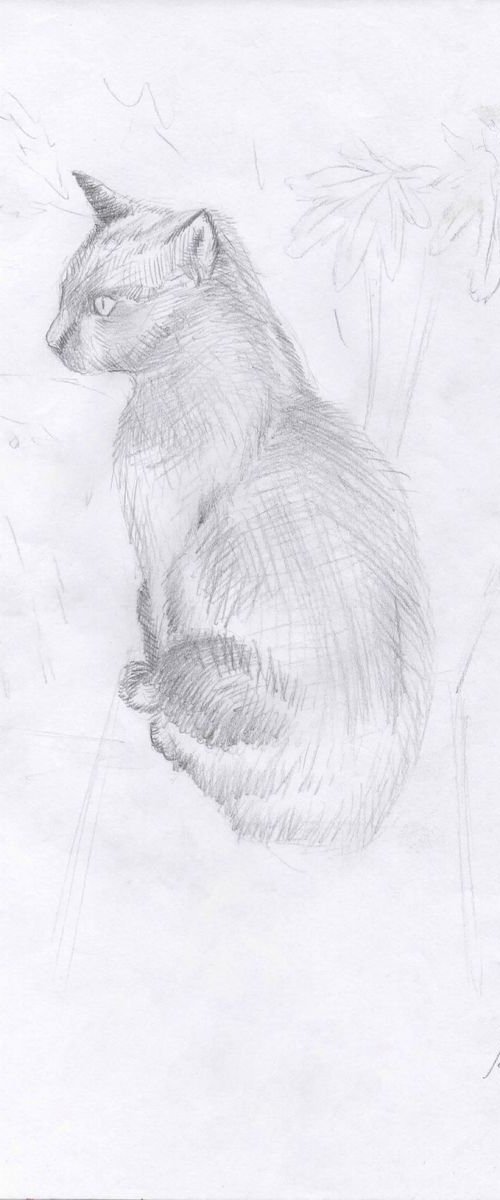 Cat Study 3 by MK Anisko