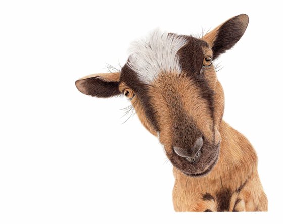 'Billy' the Goat