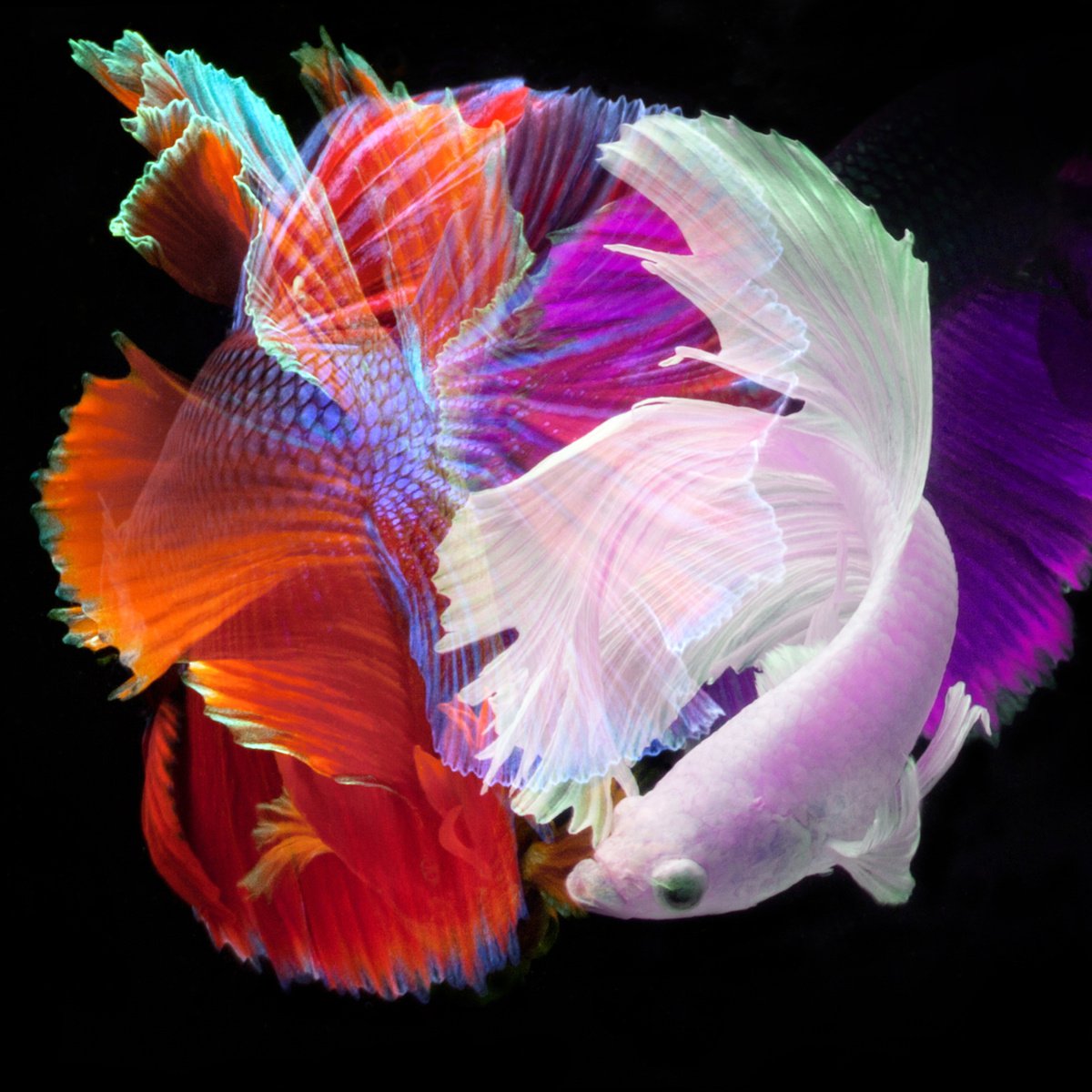Abstract Animal Photograph By Michael Filonow, 32 X 32", Betta Collage 59L, Original Artwork