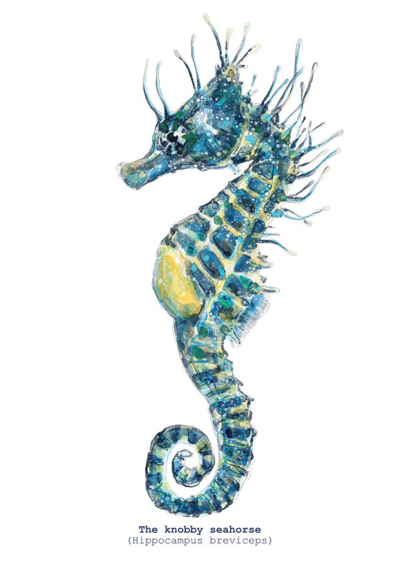 The Knobby Seahorse (Hippocampus breviceps)