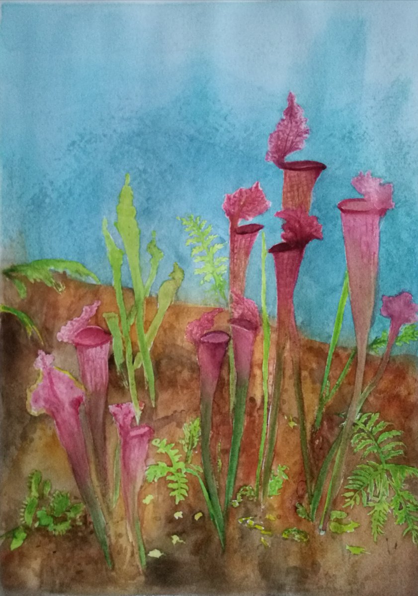 Impressionistic Botanical Watercolour By Daniela Roughsedge, 10 X 14, The Pitcher Plant Patch, Original Artwork