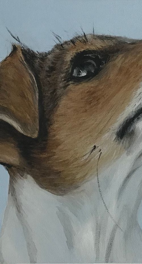 Curious Jack by Amanda Lakin Art