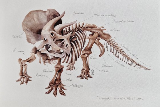 Triceratops horridus, paleo antatomy illustration