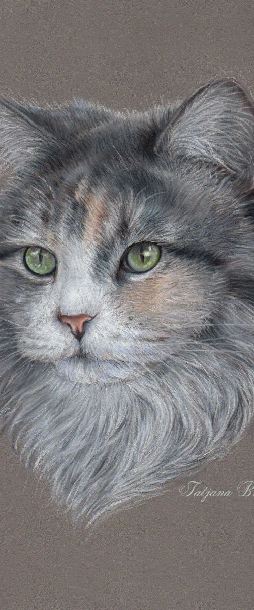 Siberian cat pastel art by Tatjana Bril