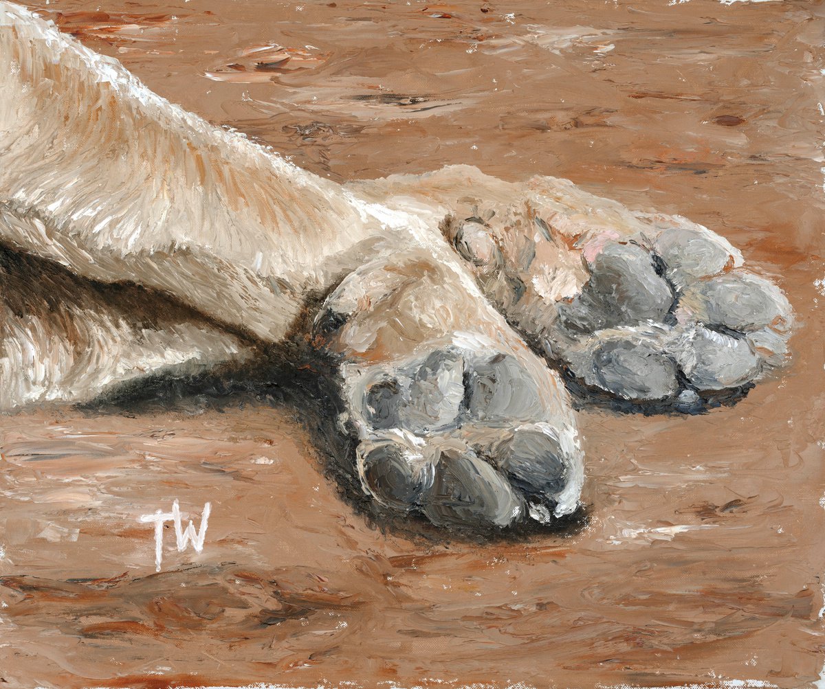 Sleepy dog paws by Tracey Walker