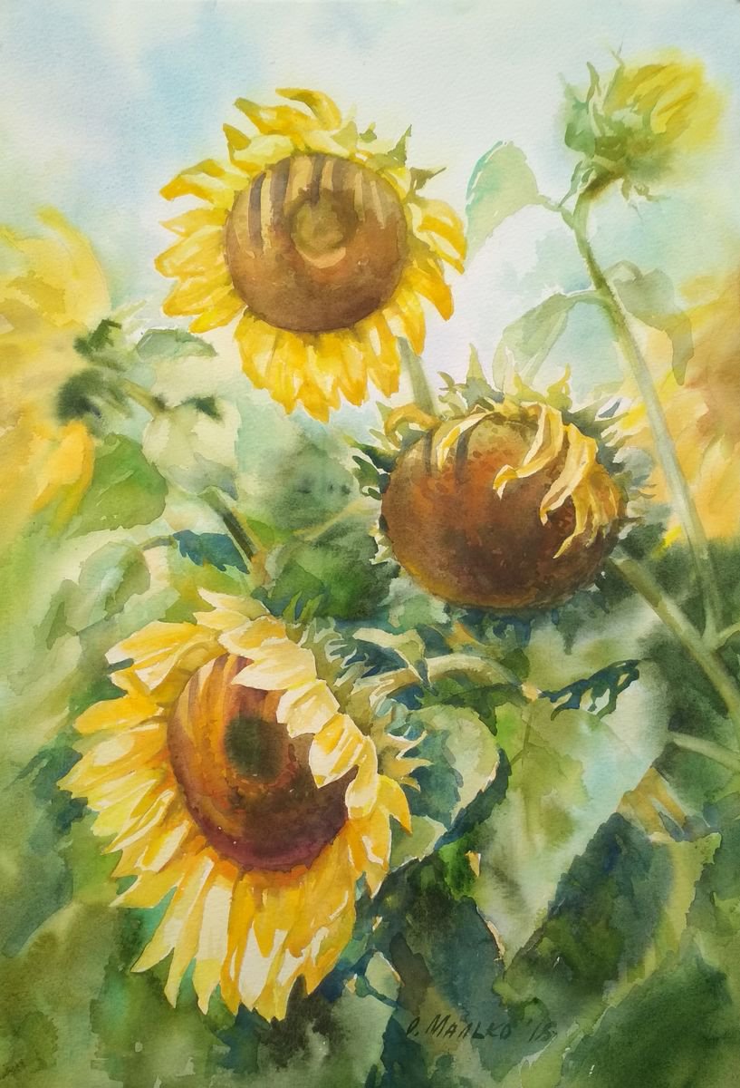 Sunflowers / Yellow flowers Floral watercolor by Olha Malko