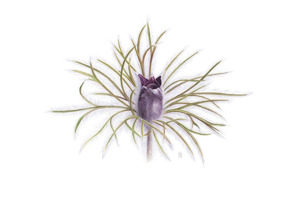 Photorealistic Botanical Watercolour By Yuliia Moiseieva, 22 X 15", Pulsatilla Pratensis, Original Artwork