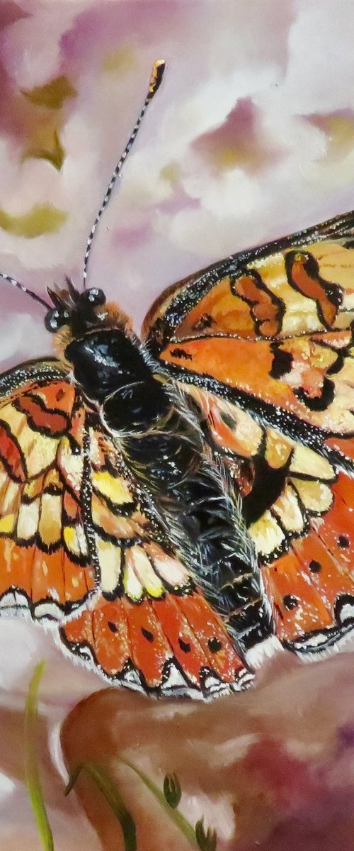 The Famous Spanish fritillary by Anne Zamo