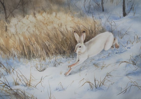 Snow Hare Running in the Snow