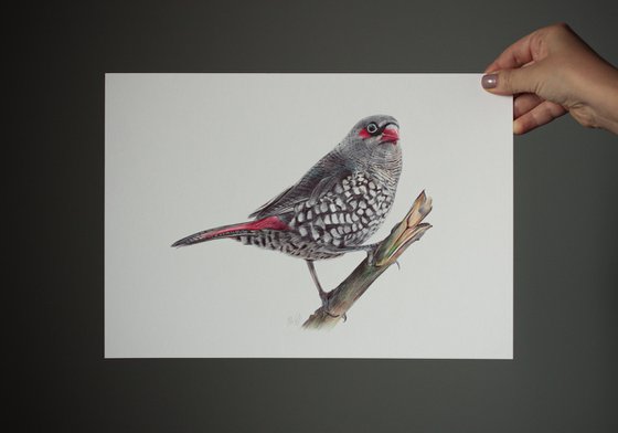 Red-eared Firetail