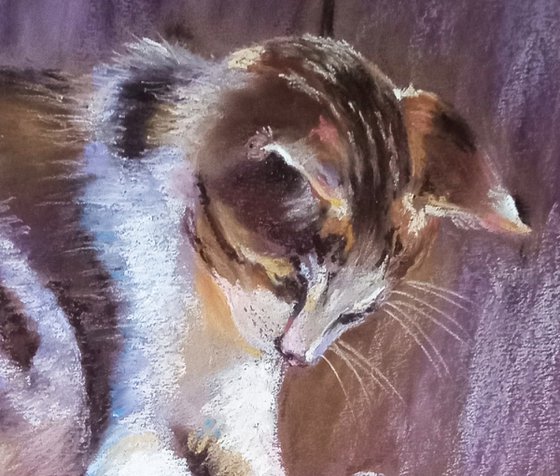 Playful Kittens on the Fence