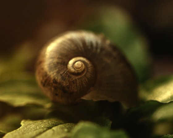 Fragile Treasure - studio edition