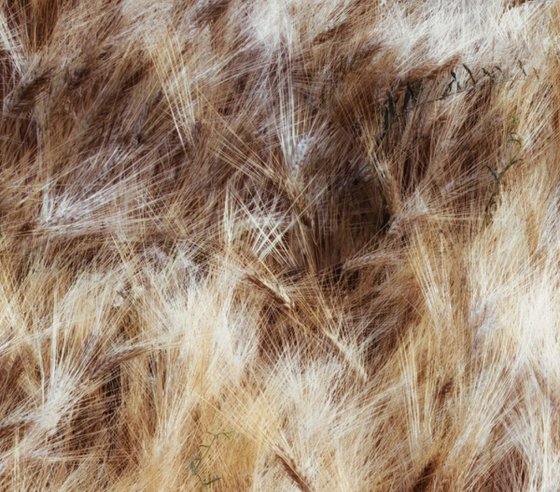 Dancing grains (studio 9)