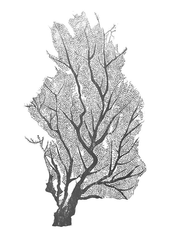 Sea Fan