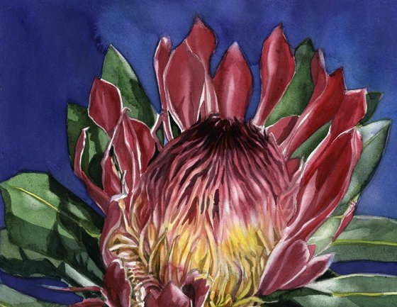protea watercolor