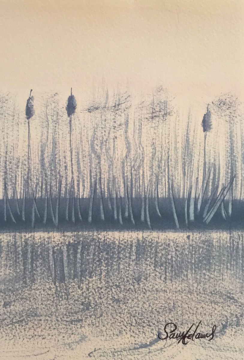 Bulrushes,reeds in the river bank by Samantha Adams