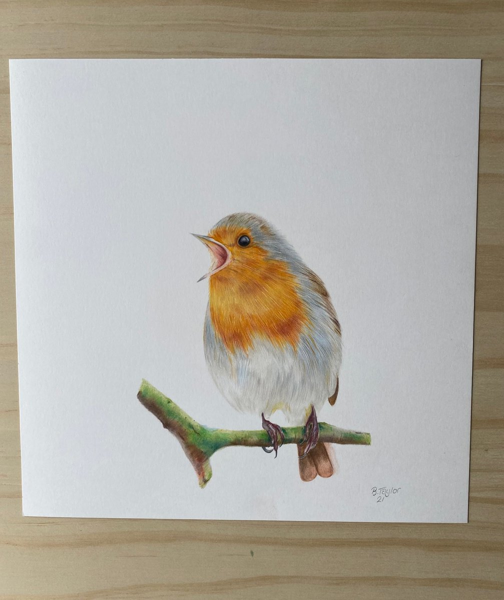 Robin sitting on branch by Bethany Taylor