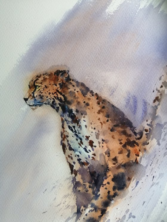cheetah 9