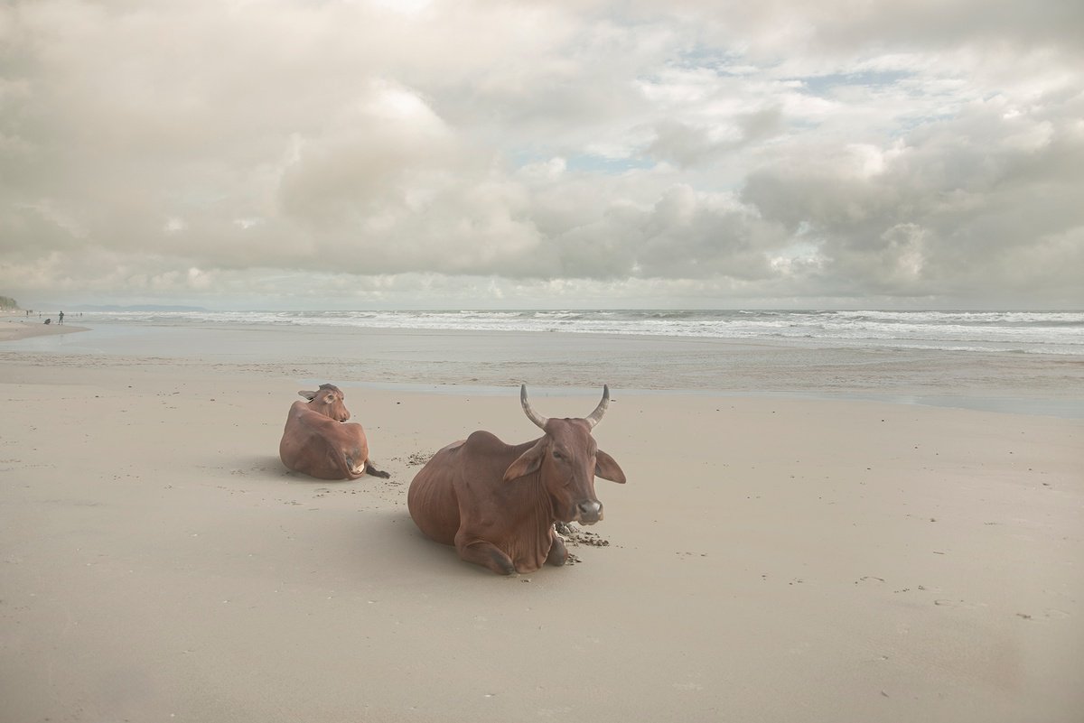 Photorealistic Animal Photograph By Adam Regan, 27 X 18, The Patience Of Cattle, Original Artwork