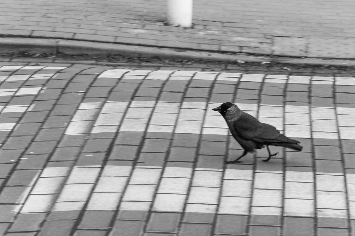 Walking on the pedestrian crossing (from the Birds set) by Adam Mazek