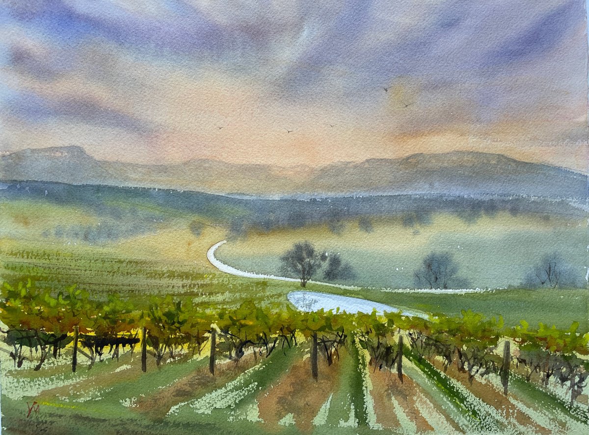 Megalong valley vineyard by Shelly Du