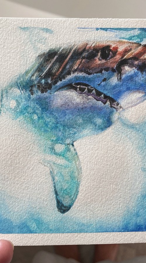 White Shark by Sandy Broenimann