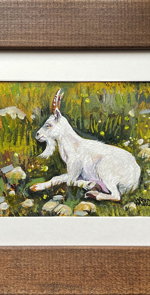 Mountain goat by Natalia Veyner