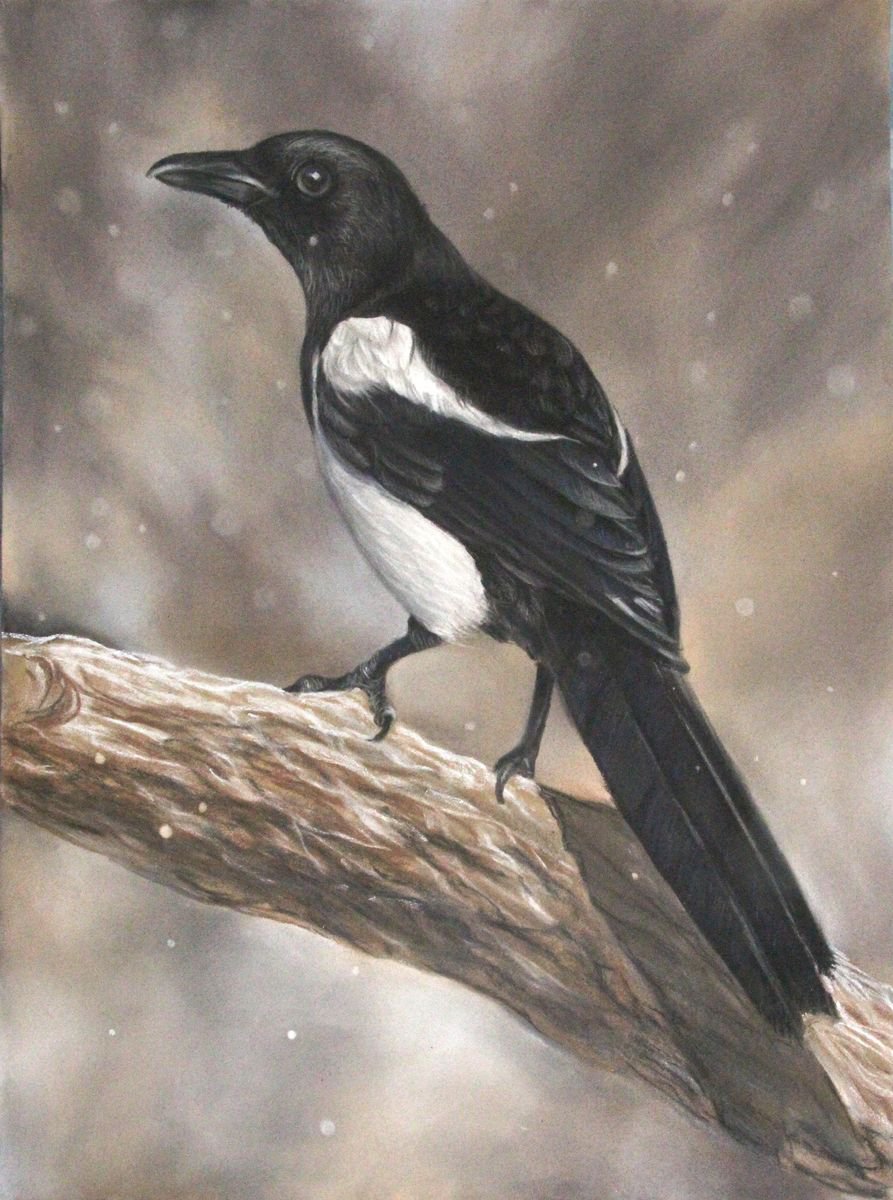 Magpie in winter. framed by Nata New