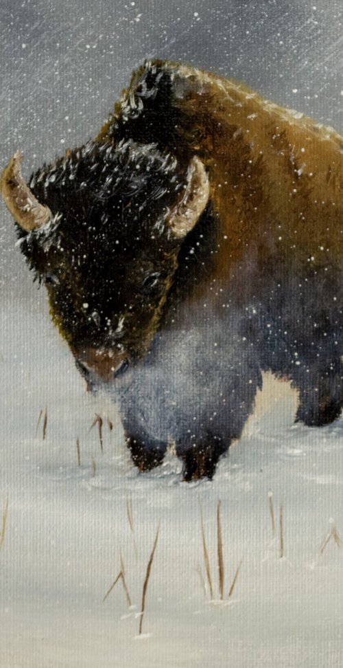 Kansas Bison by Derek Burleson