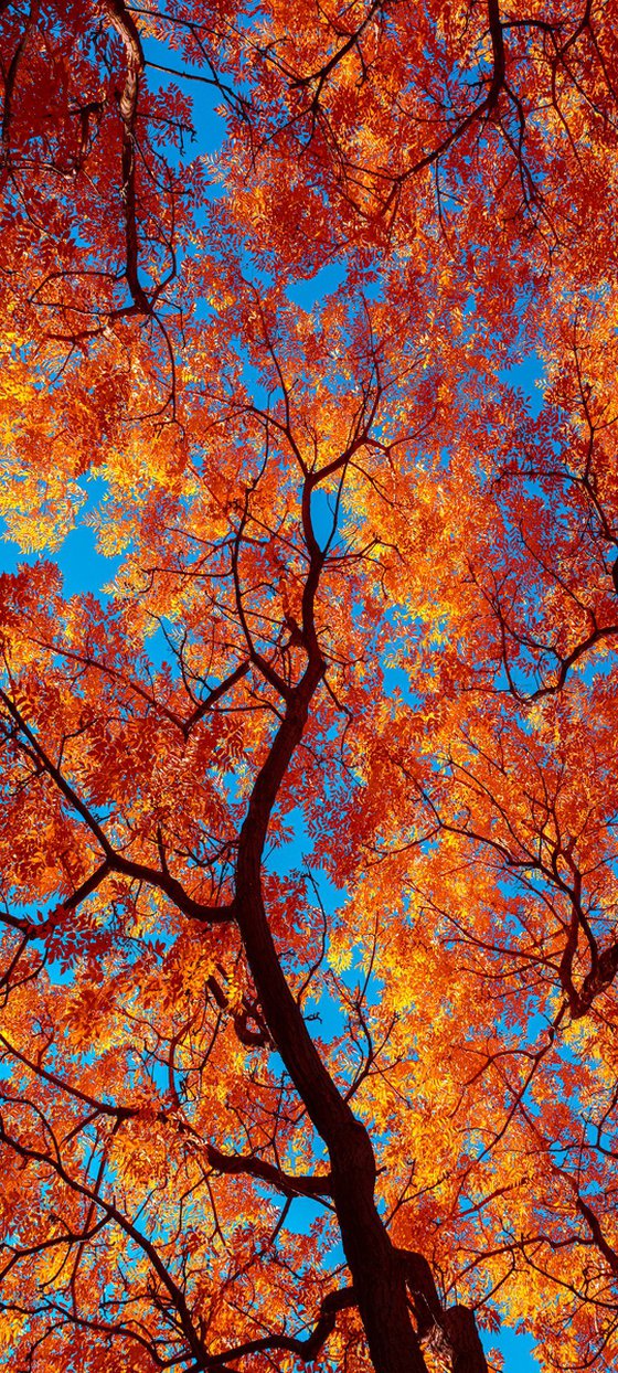 Autumn Cathederal