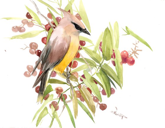 Waxwing and Fall Berries
