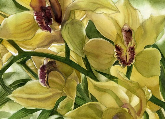 winter cymbidium orchid