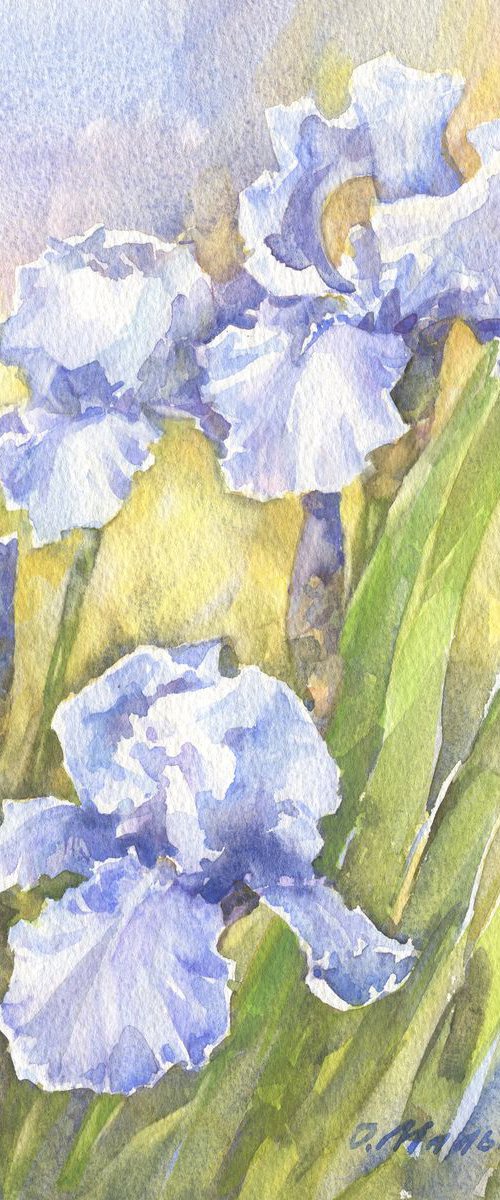 Blue irises watercolor by Olha Malko