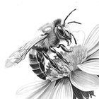 Bees