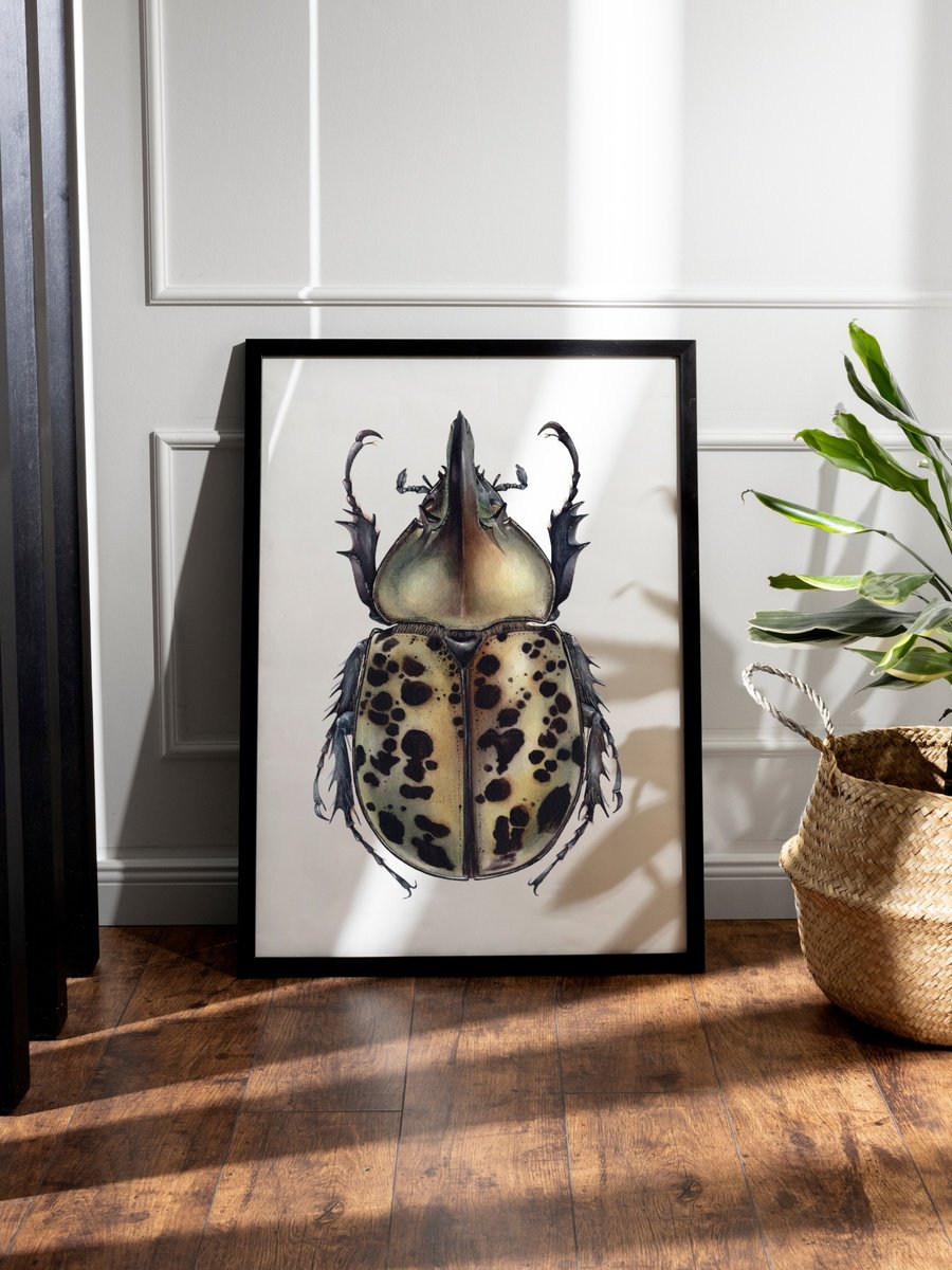 Dynastes tityus, Eastern Hercules Beetle by Katya Shiova