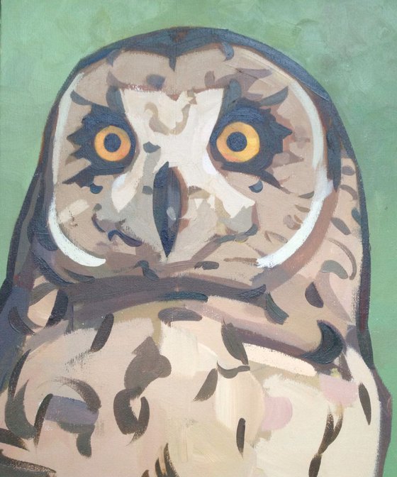 Owl on a green background
