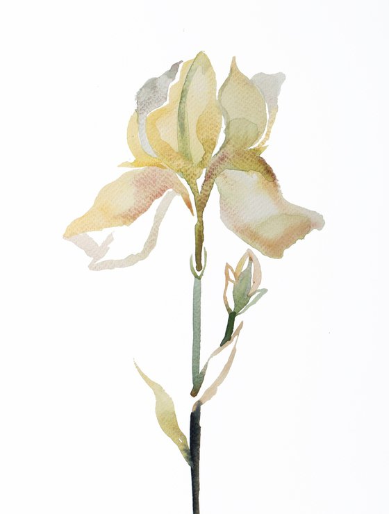 Iris No. 185