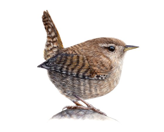 Eurasian wren