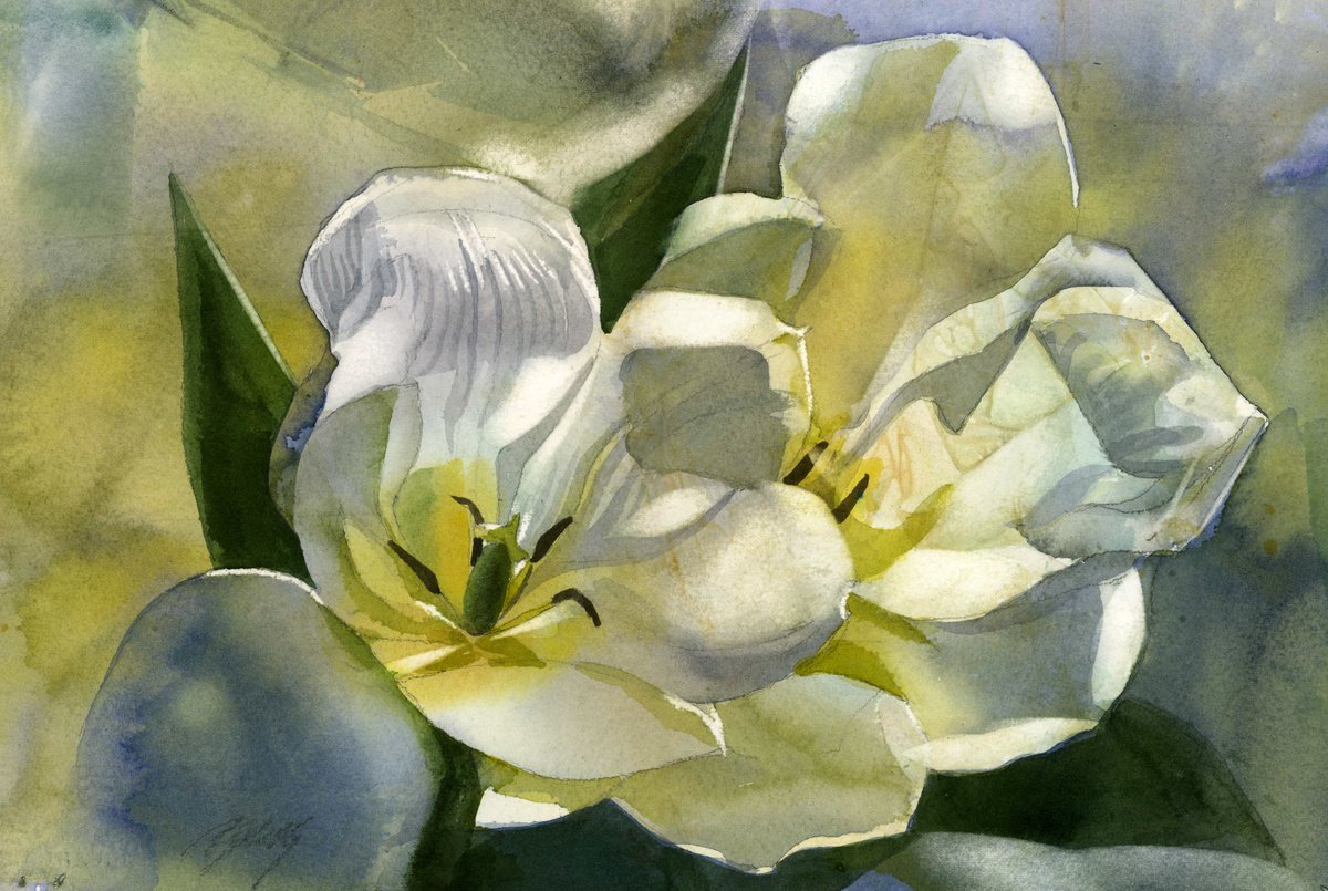double white tulips by Alfred Ng