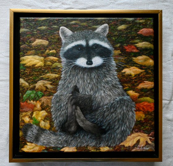 Raccoon