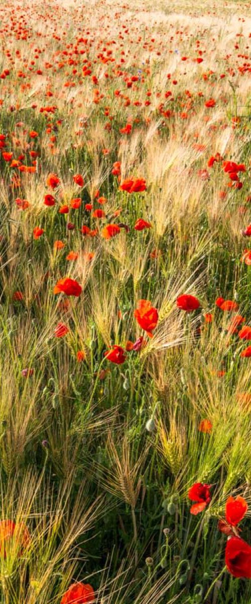 Poppy Meadow  - A3 by Ben Robson Hull