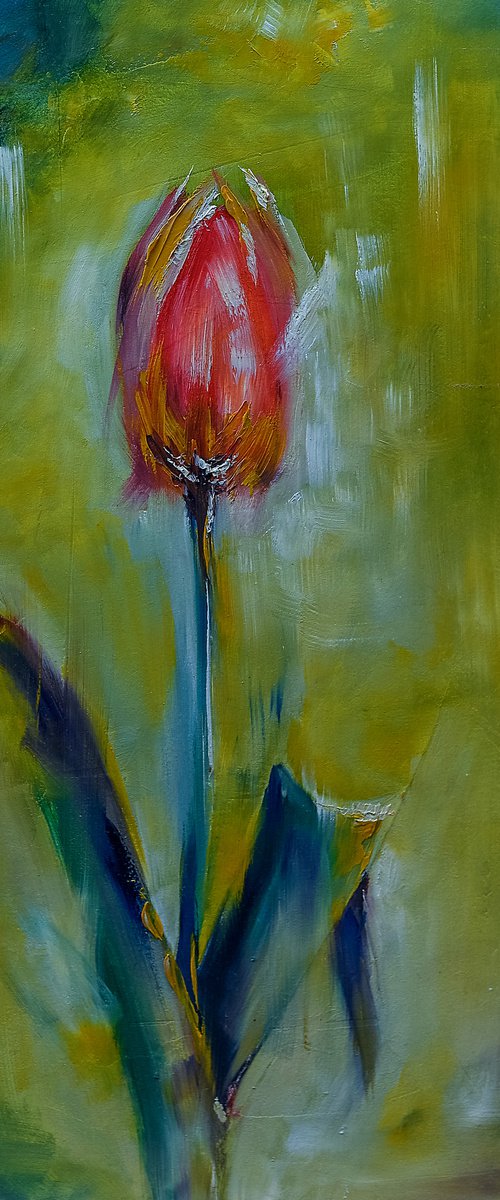 Tulip flower. Flower in garden. Flower for gift by Marinko Šaric